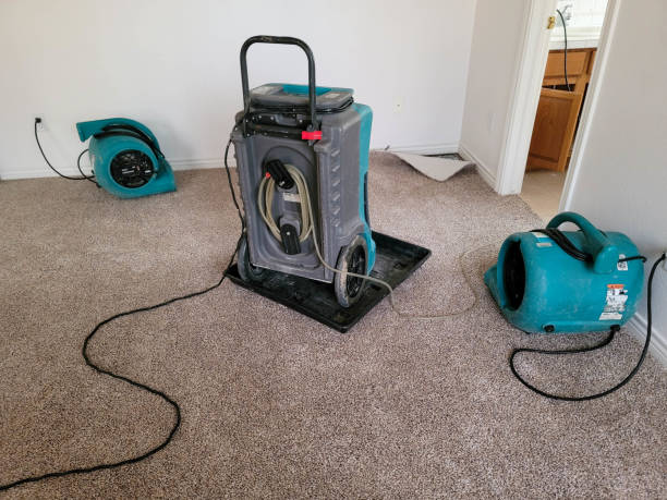 Best Mold removal after water damage  in Watseka, IL